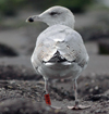 adult argenteus in October, ringed in the Netherlands. (79042 bytes)