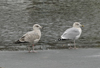 2cy argentatus in November, ringed in the Norway. (83436 bytes)
