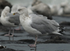 sub-adult argenteus in October, ringed in Belgium. (87638 bytes)