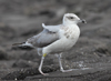 3cy argenteus in August, ringed in the Netherlands. (63685 bytes)