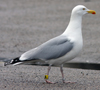 Herring Gull