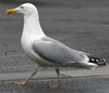 adult argenteus in April, ringed in France.