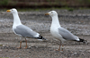 Herring Gull