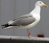 Herring Gull