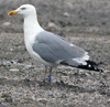 Herring Gull