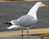 Herring Gull