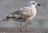 Herring Gull