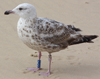1cy argenteus in November, ringed in Belgium. (25637 bytes)