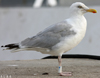 Herring Gull