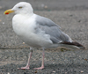 2cy argenteus in February, ringed in the Netherlands. (27385 bytes)