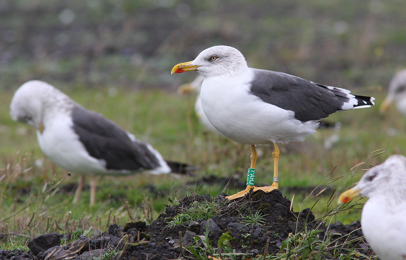 Gull Research Organisation
