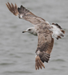 2cy intermedius in July, ringed in Norway. (114585 bytes)