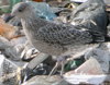 juvenile LBBG, ringed in the Netherlands. 
