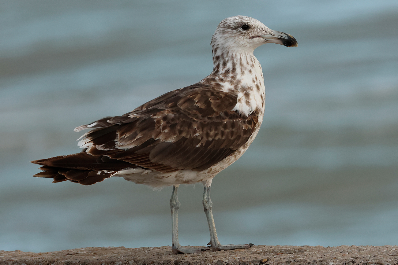 Gull Research Organisation