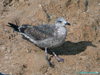 juvenile LBBG, ringed in the Netherlands. 