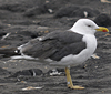 adult LBBG intermedius in September, ringed in Norway. (95609 bytes)