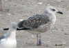 juvenile LBBG, ringed in the Netherlands. 