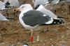 ad LBBG in Januari-April, ringed in the Netherlands. (60928 bytes)