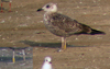 juvenile LBBG, ringed in the Netherlands. 