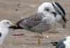 juvenile LBBG, ringed in the Netherlands. 