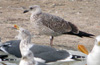 1cy LBBG in winter, ringed in the Netherlands. (81137 bytes)