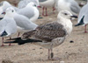 juvenile LBBG, ringed in the Netherlands. 