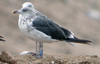 3cy LBBG intermedius, ringed in Norway. (133525 bytes)