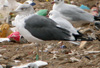ad LBBG in October, ringed in the Netherlands. (60900 bytes)