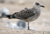 juvenile LBBG, ringed in the Netherlands. 