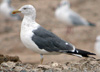 juvenile LBBG, ringed in the Netherlands. 