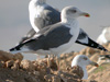 3cy LBBG intermedius, ringed in Norway. (133525 bytes)