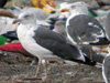 juvenile LBBG, ringed in the Netherlands. 