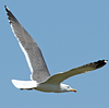 ad LBBG in Januari-April, ringed in the Netherlands. (84892 bytes)