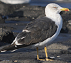 adult LBBG intermedius in September, ringed in Norway. (95609 bytes)