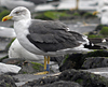 ad LBBG in October, ringed in the Netherlands. (60900 bytes)
