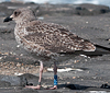 1cy LBBG, ringed in Belgium. (101631 bytes)