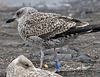 1cy LBBG, ringed in Belgium. (101631 bytes)