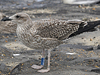 1cy LBBG, ringed in Belgium. (101631 bytes)