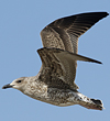 4241cy1pale.jpg (65027 bytes)