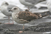 3cy graellsii in September, ringed in the Netherlands. (82981 bytes)