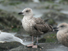 3cy graellsii in September, ringed in the Netherlands. (82981 bytes)