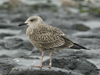 juvenile LBBG in September, ringed in Germany. (98403 bytes)