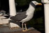 adult LBBG graellsii in September, ringed in Brittain. (59807 bytes)