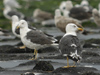 adult LBBG intermedius in September, ringed in Norway. (67998 bytes)