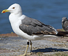 LBBG intermedius 2cy in September, ringed in Helgoland - Germany. (105903 bytes)