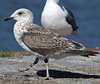 LBBG intermedius 2cy in September, ringed in Helgoland - Germany. (105903 bytes)