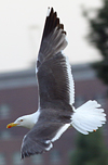1996lbbg2cy.jpg (58458 bytes)