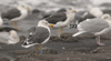 ad LBBG in October, ringed in the Netherlands. (60900 bytes)