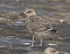 1cy LBBG, ringed in Belgium. (101631 bytes)