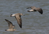 juvenile LBBG in September, ringed in Norway. (110895 bytes)